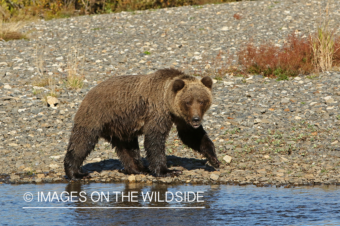 Brown Bear in Alaska.