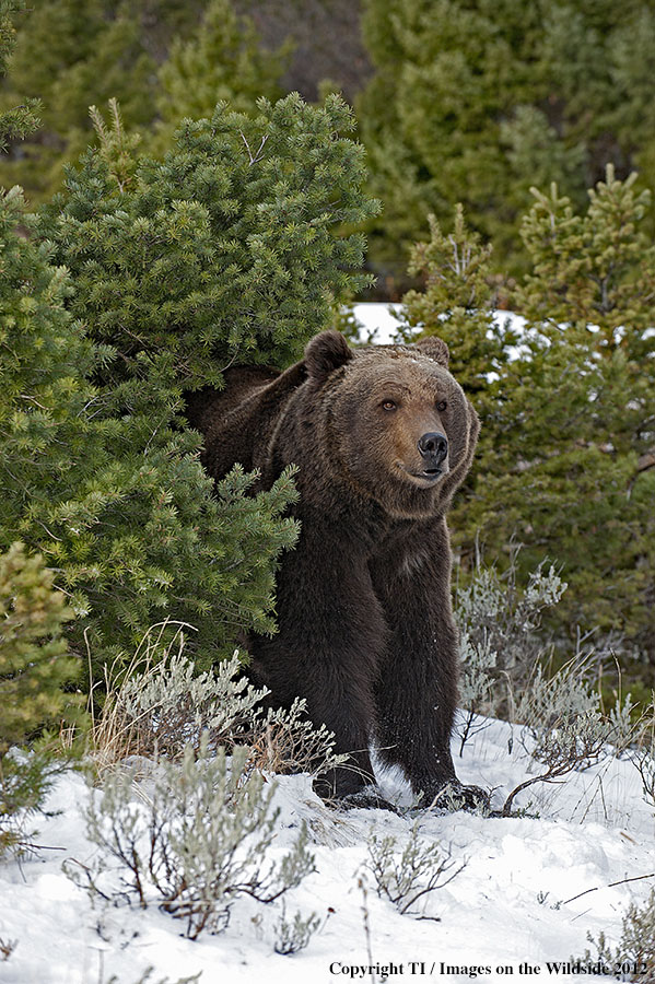 Grizzly Bear in habitat.