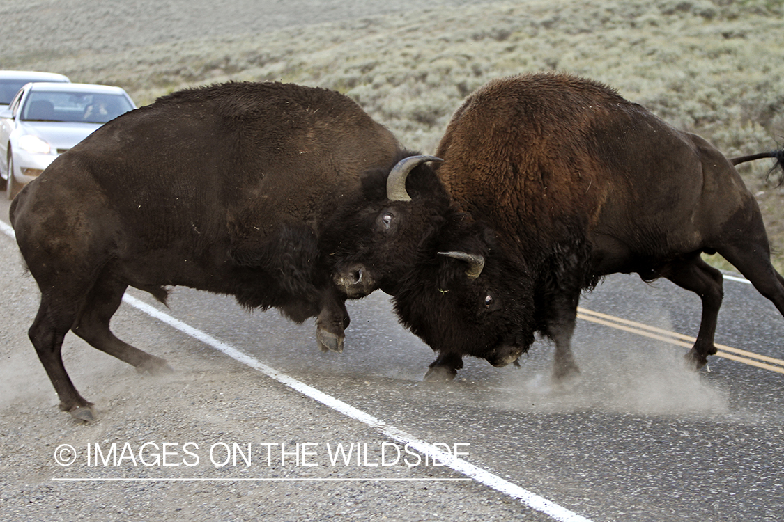 Bull Bison fighting on road during rut, in Yellowstone National Park. 