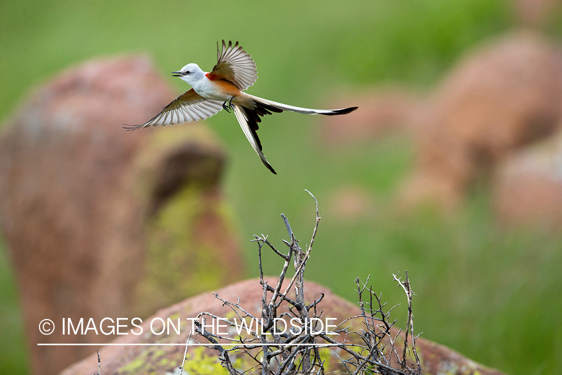 Scissor-tailed flycatcher in habitat. 