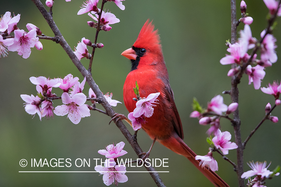 Northern Cardinal on branch.