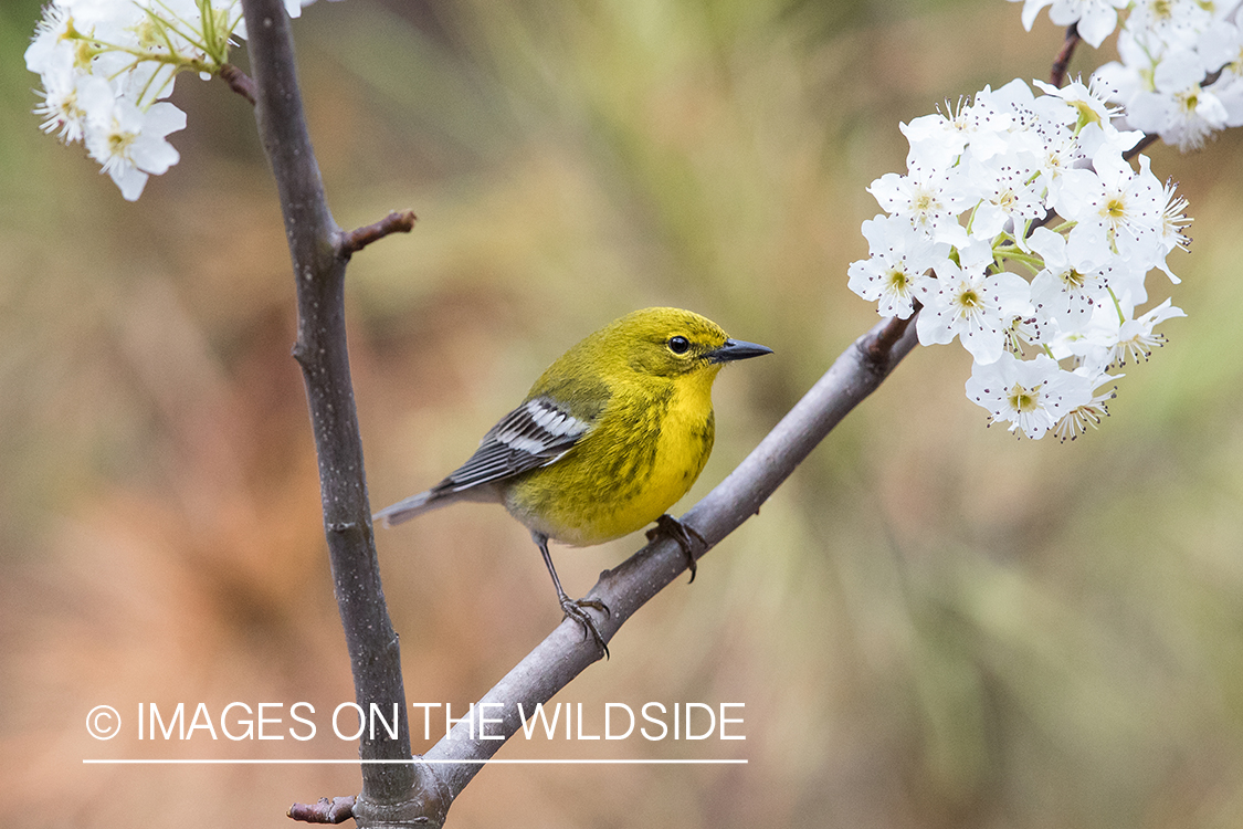 Pine Warbler on branch.