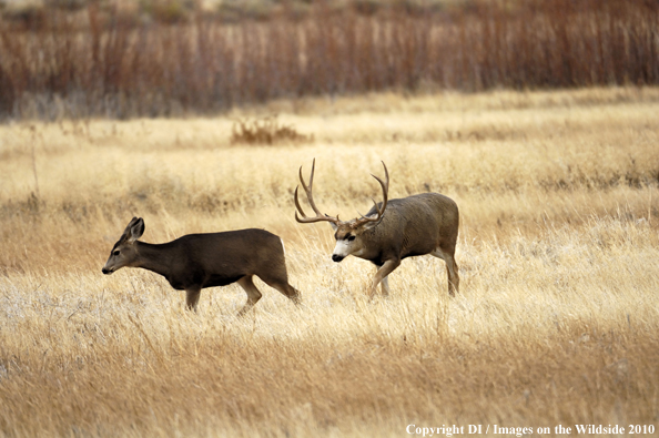 Mule deer in habitat. 