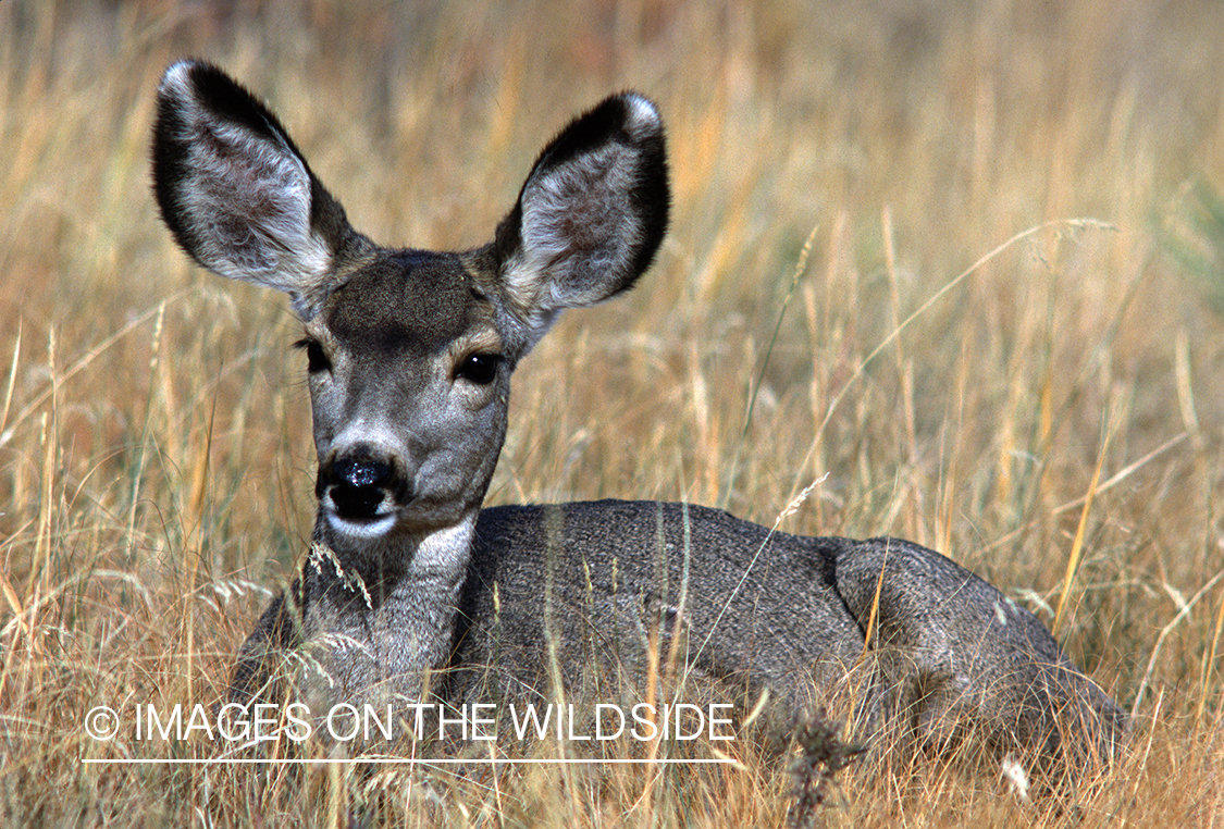 Mule deer doe in habitat. 