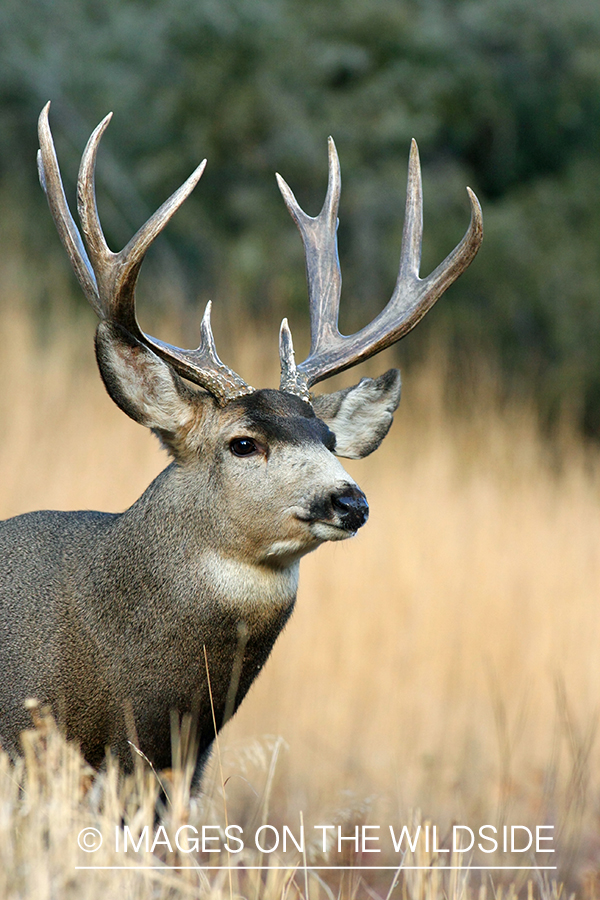 Mule deer buck in habitat. 