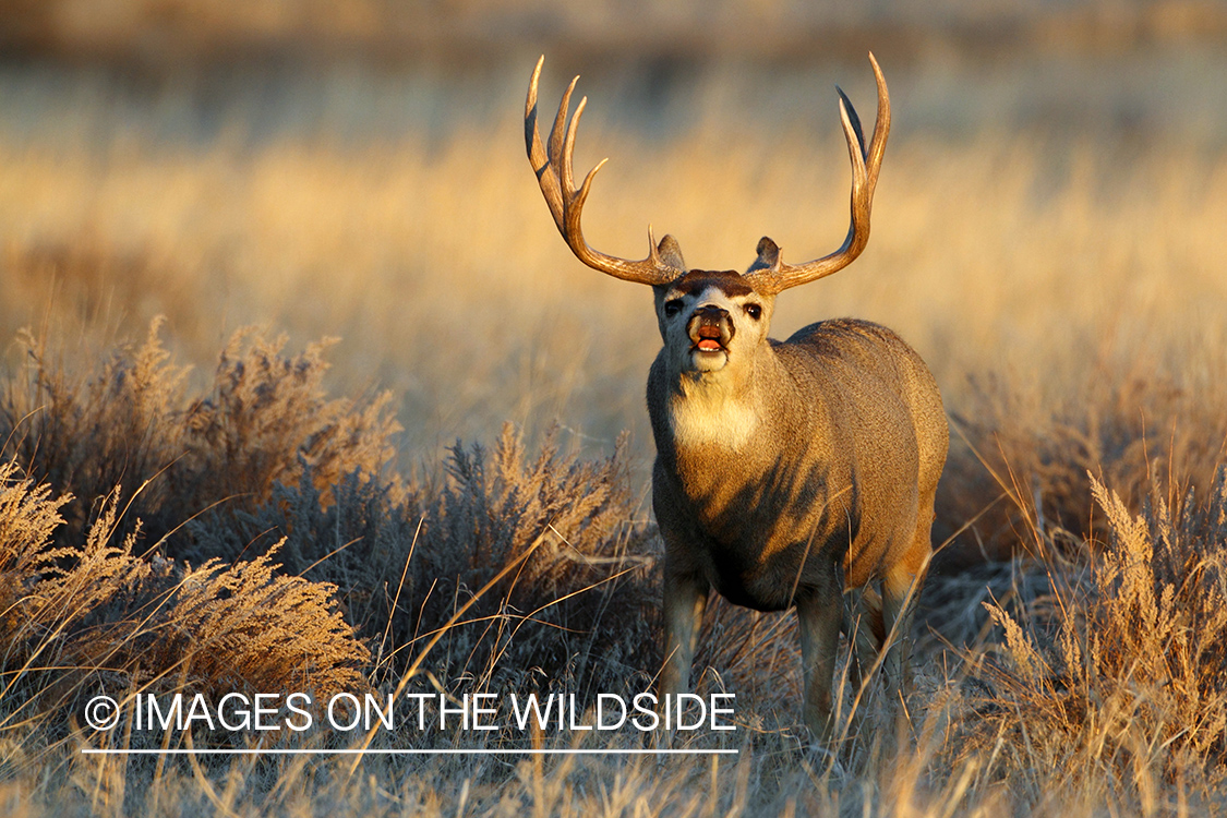 Mule deer buck grunting. 