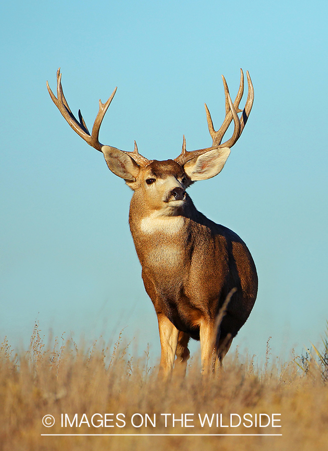 Mule deer buck in field.