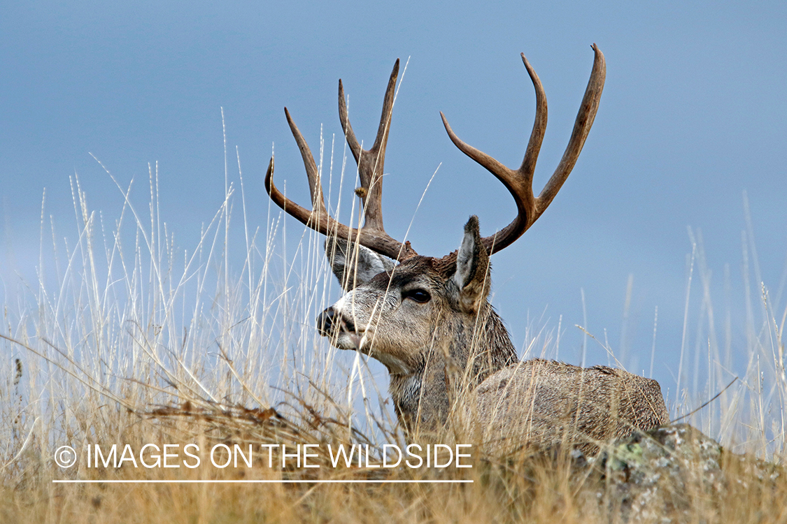 Mule deer buck in field.