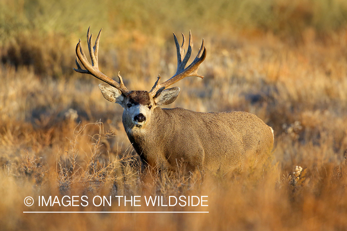 Mule deer buck in field.