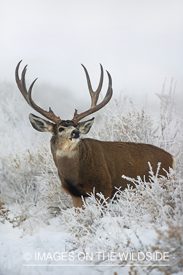 Mule deer buck in winter field.