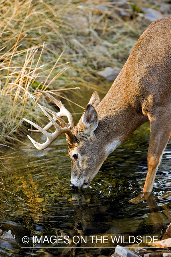 White-tailed deer in habitat