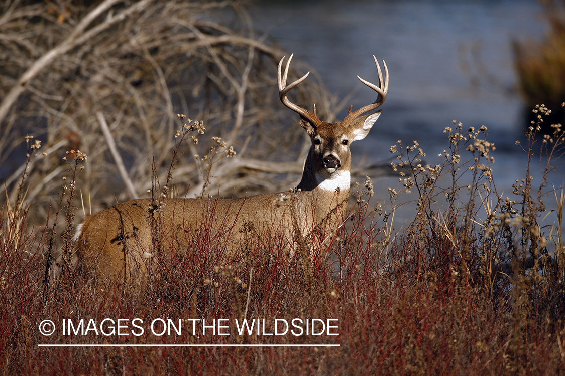 Whitetail Buck