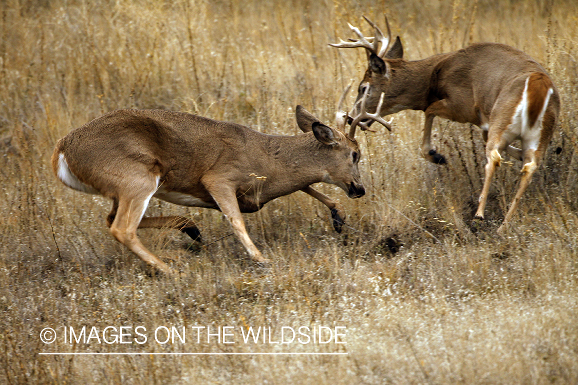 Whitetail Bucks Fighting