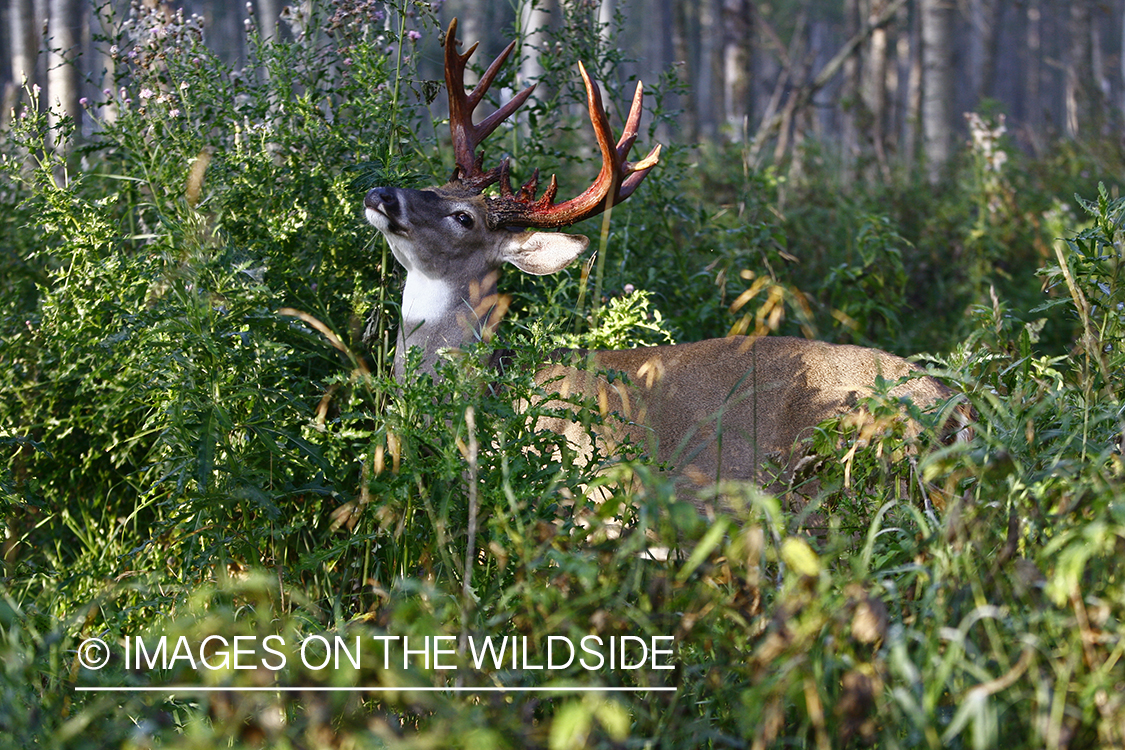 Whitetail buck shedding velvet