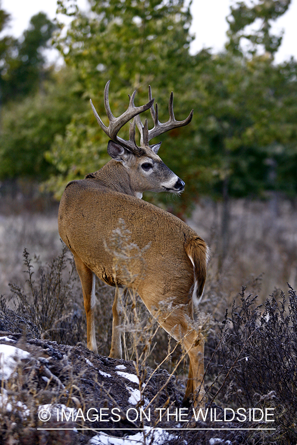 Whitetail buck in habitat