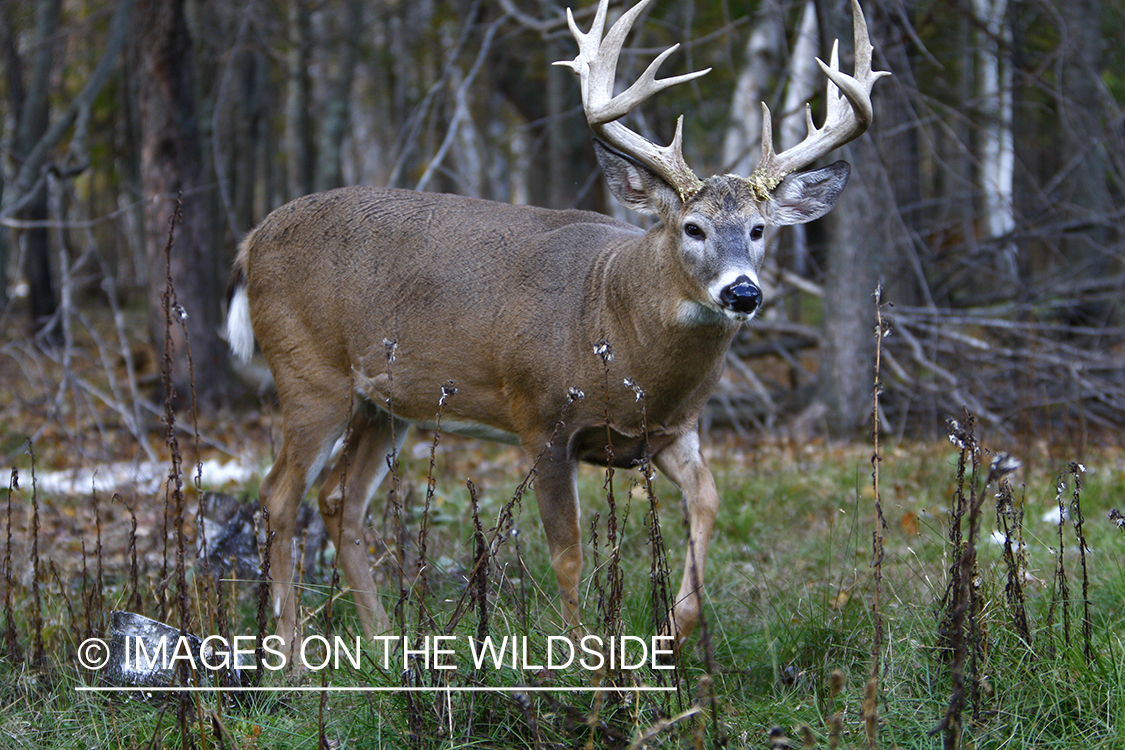 Whitetail buck in habitat