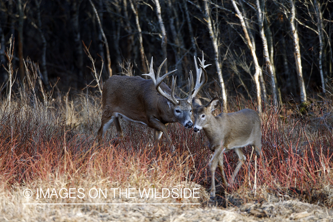 Whitetail buck displaying rutting behavior.