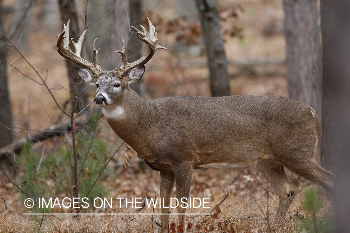 Whitetail buck in habitat.