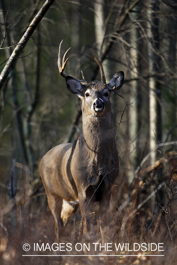 Whitetail buck in habitat.