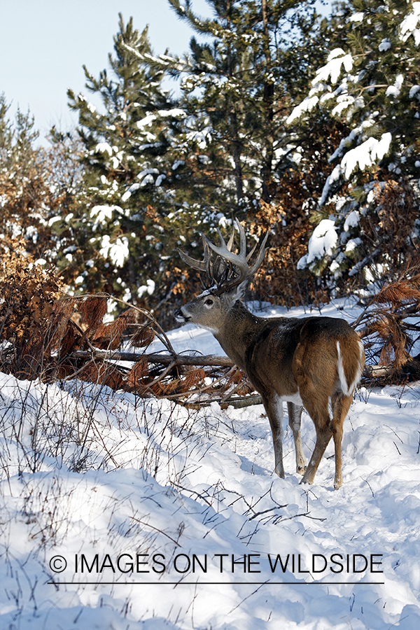 White-tailed buck in habitat.