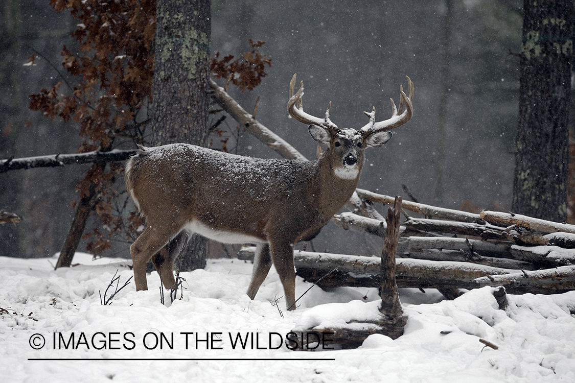 White-tailed buck in habitat.