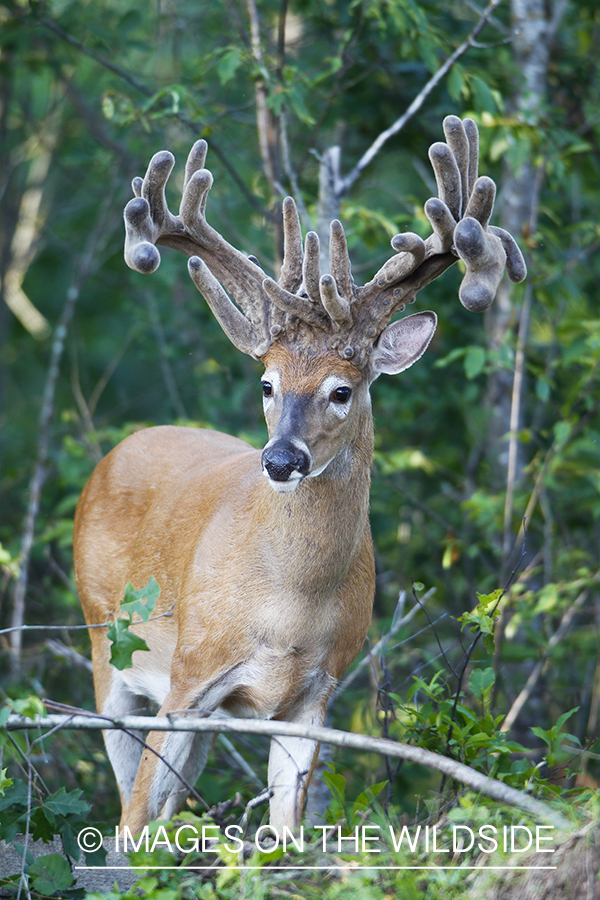 Whie-tailed deer apple creek