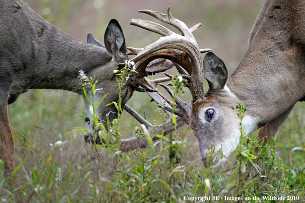 White-tailed buck fighting in habitat