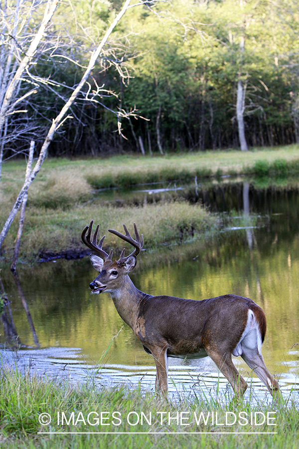 White-tailed buck in velvet 