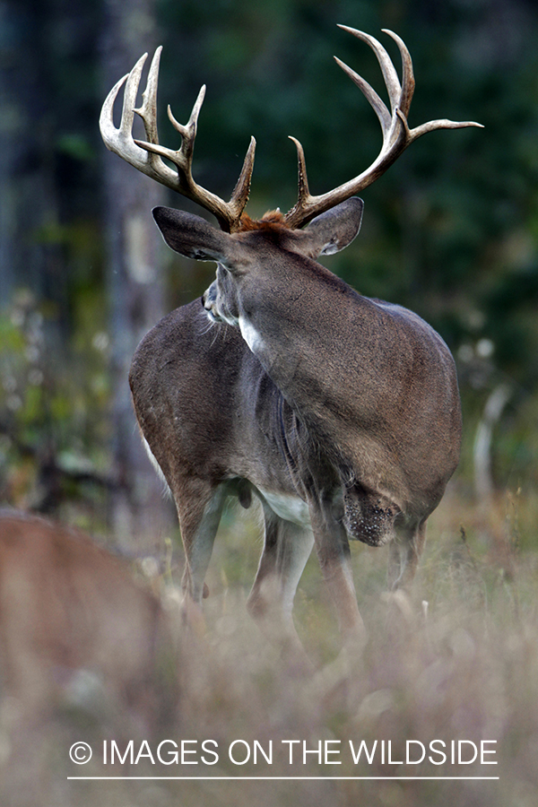 White-tailed buck in habitat. *