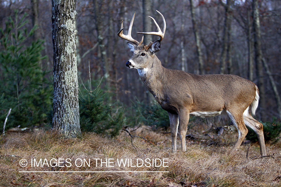 White-tailed buck in habitat. *