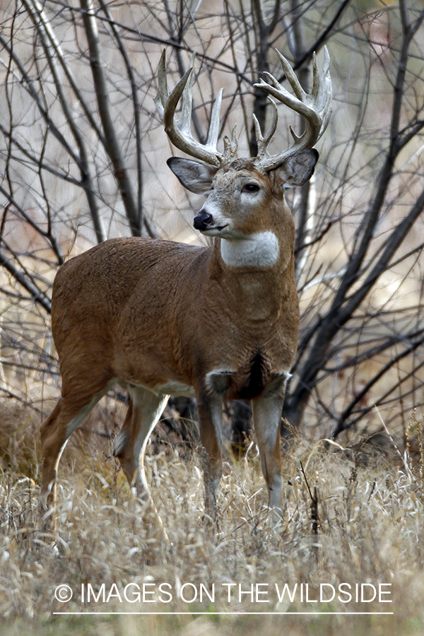 White-tailed buck in habitat. *