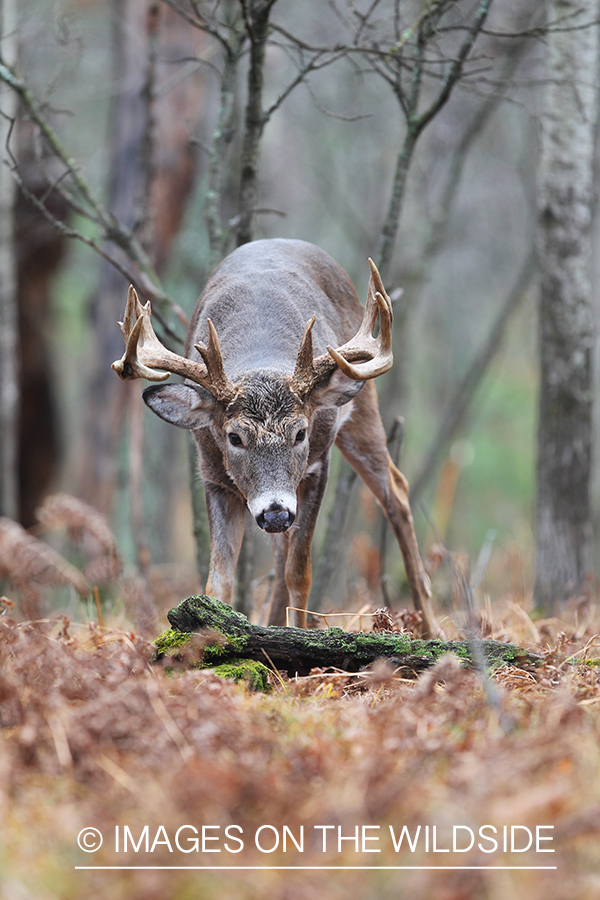 White-tailed buck in habitat. 