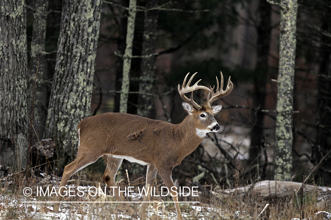 White-tailed buck in habitat. *