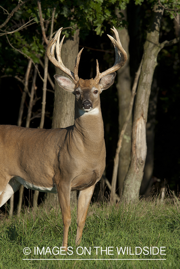 White-tailed buck in habitat. 