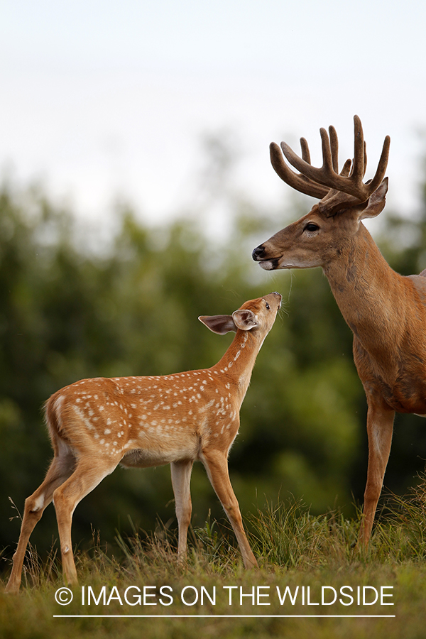 White-tailed buck with fawn. 