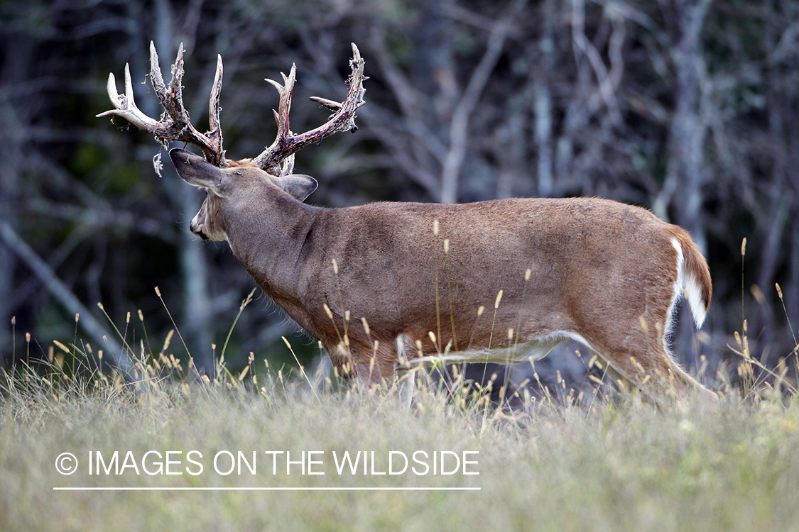 White-tailed buck shedding velvet.  