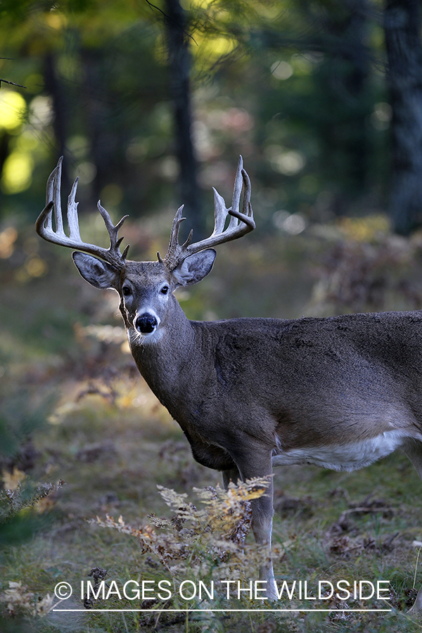 White-tailed buck in habitat. 