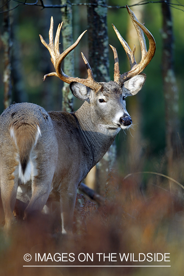 White-tailed buck in habitat. 