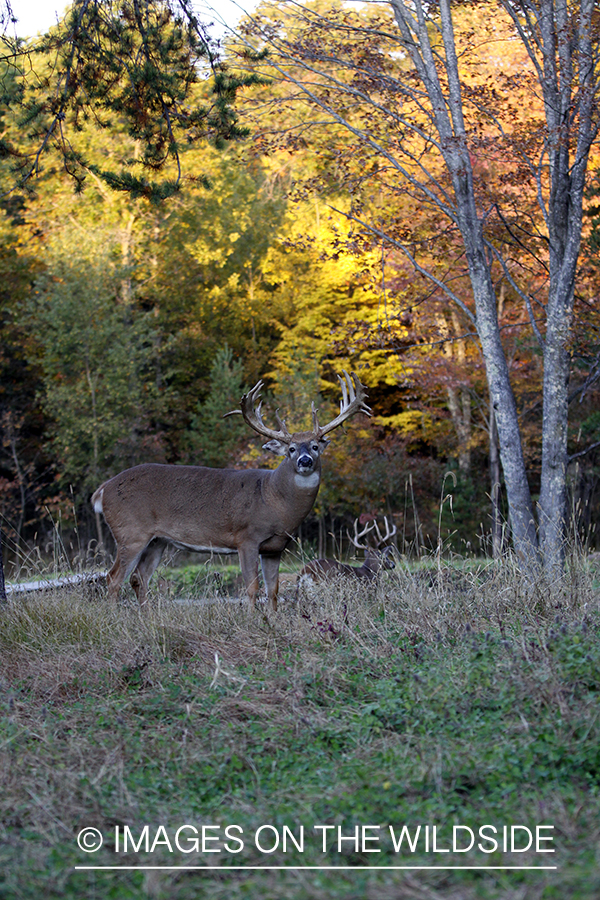 White-tailed buck in habitat. 