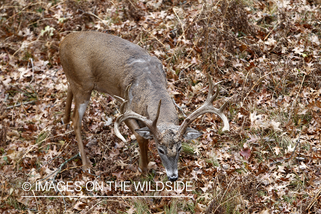 View of white-tailed buck from tree stand. 