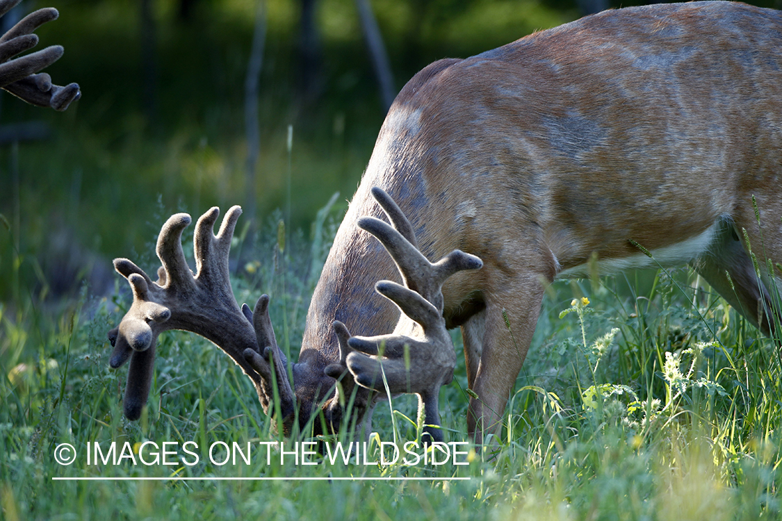 White-tailed buck in velvet.