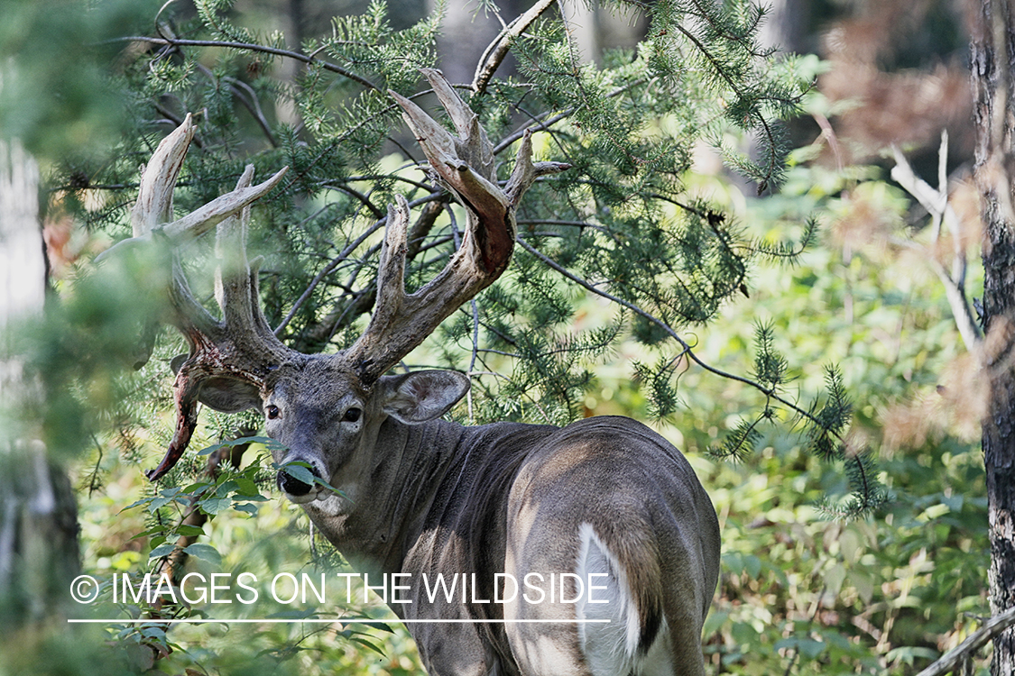 White-tailed buck shedding velvet.