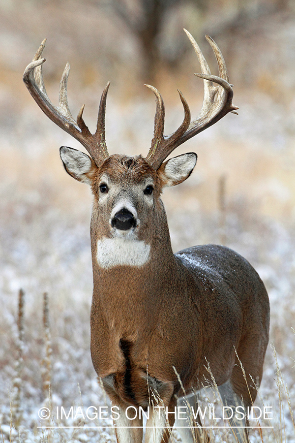 White-tailed buck in habitat.