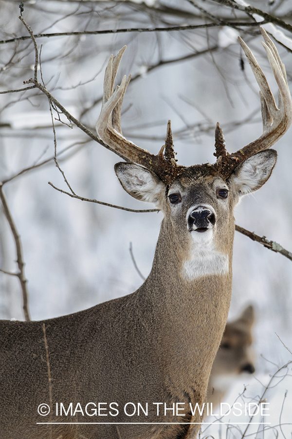 White-tailed buck in winter habitat.