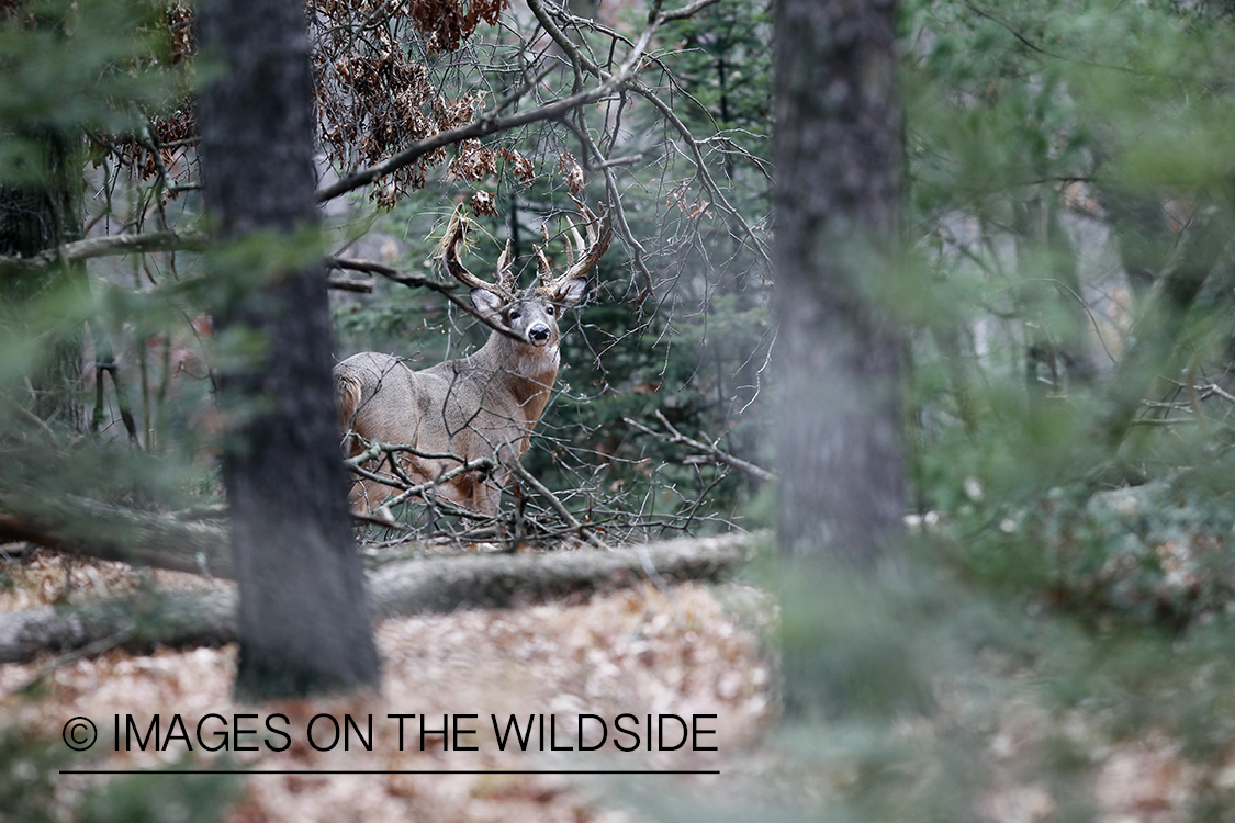 White-tailed buck in habitat.