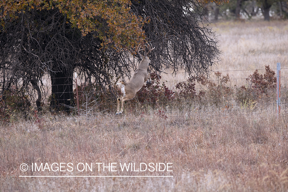 White-tailed buck leaping fence.