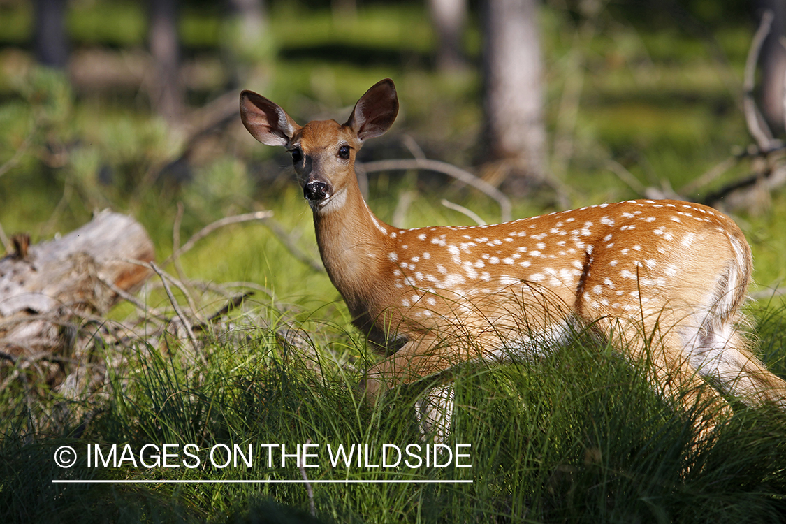 White-tailed fawn in habitat.