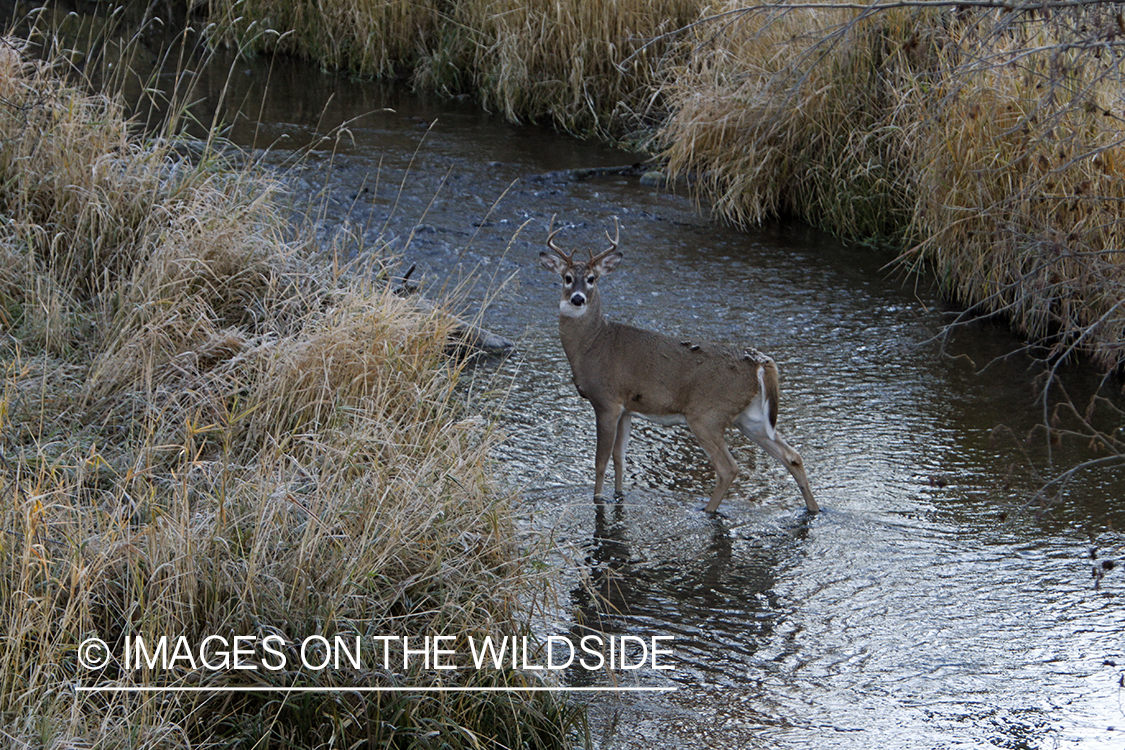 View of White-tailed buck in habitat from tree stand.