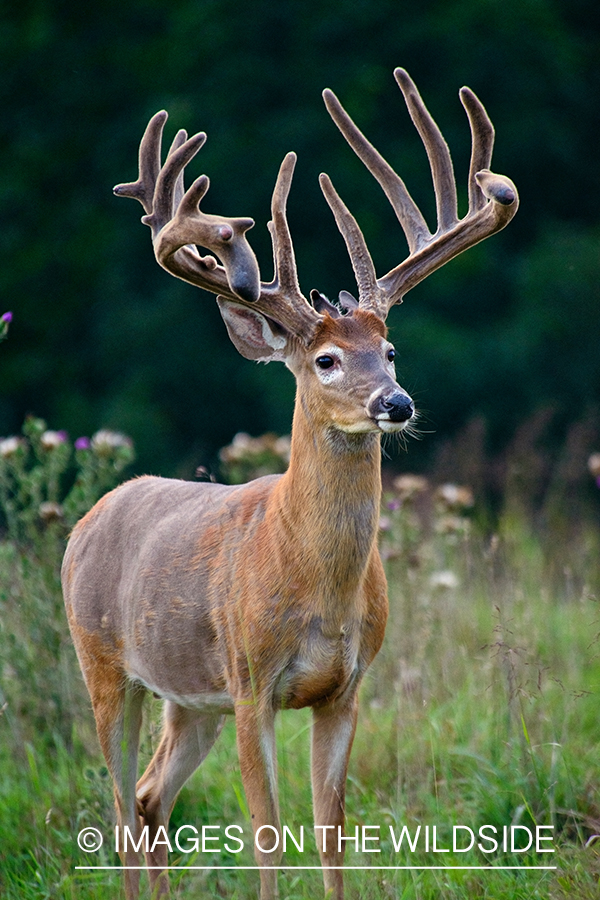 White-tailed buck in habitat.