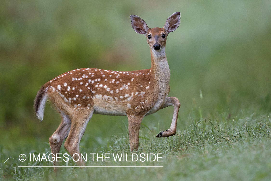 White-tailed fawn in velvet.